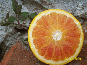 arance della Sicilia, polpa rossa, prodotti tipici INGEGNERE
