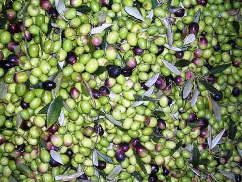 le nostre olive al frantoi - appena invaiate - a meno di 24 ore dalla raccolta
