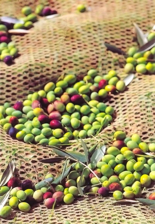 Le Olive dopo la raccolta