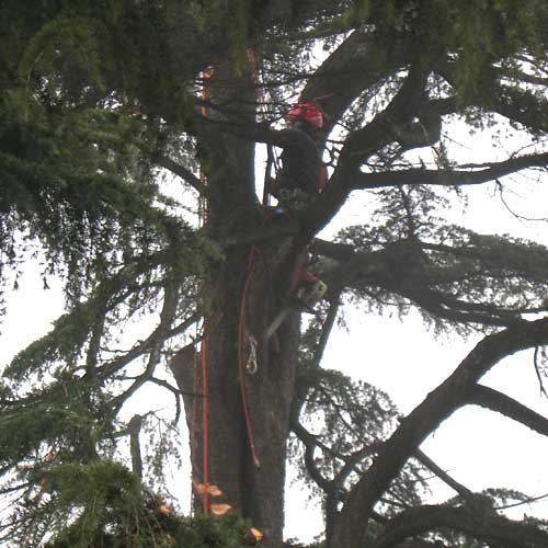 Potatura in tree climbing su albero ad alto fusto